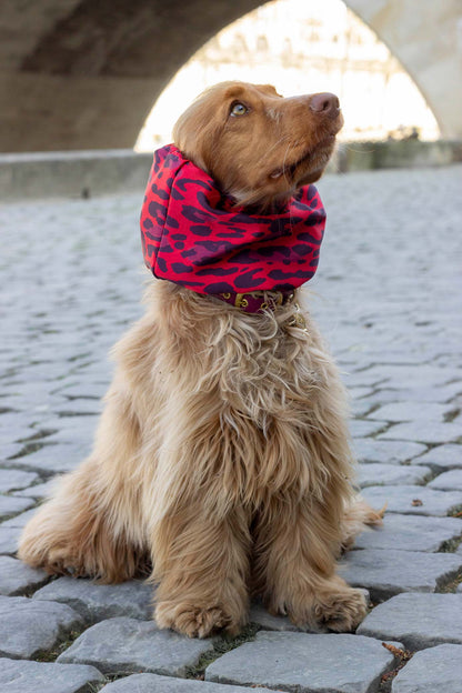Snood Django