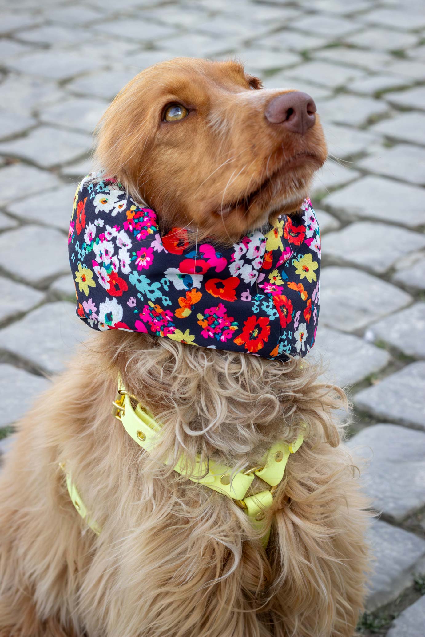 Snood Carmen